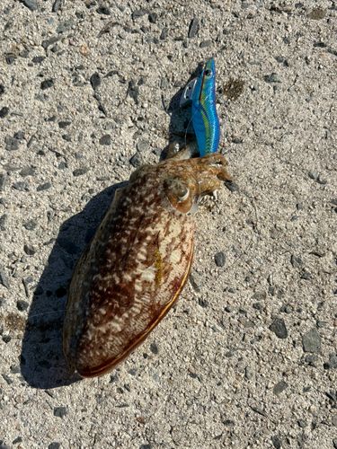 コウイカの釣果
