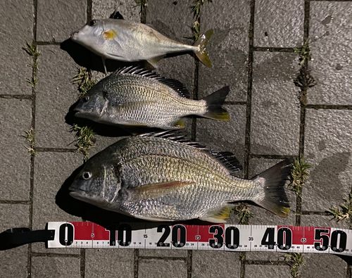 キビレの釣果
