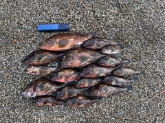 カサゴの釣果