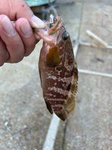 キジハタの釣果