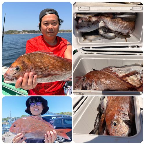 マダイの釣果