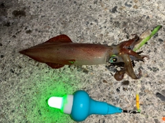 ケンサキイカの釣果