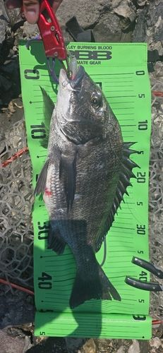 チヌの釣果