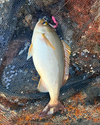 イサキの釣果