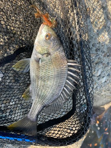 キビレの釣果