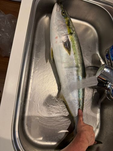 ブリの釣果
