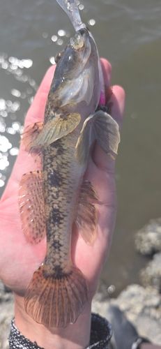 ウロハゼの釣果