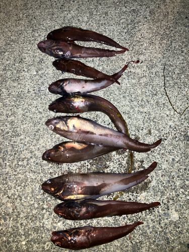 ドンコの釣果