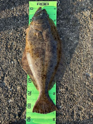ヒラメの釣果