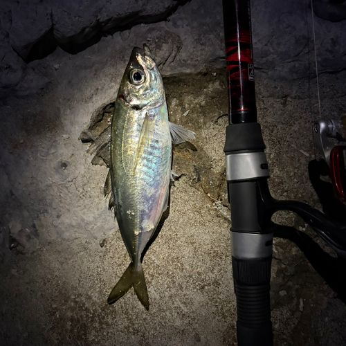 マアジの釣果