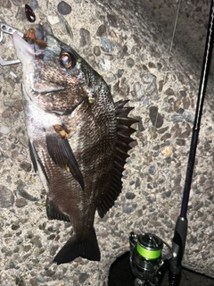 クロダイの釣果