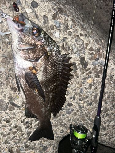 クロダイの釣果