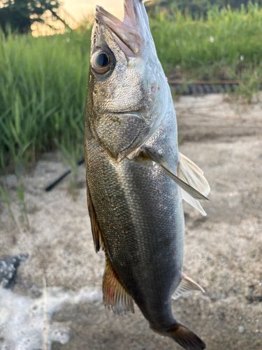 フッコ（マルスズキ）の釣果