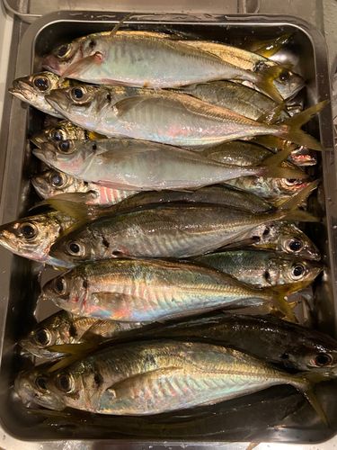 マアジの釣果