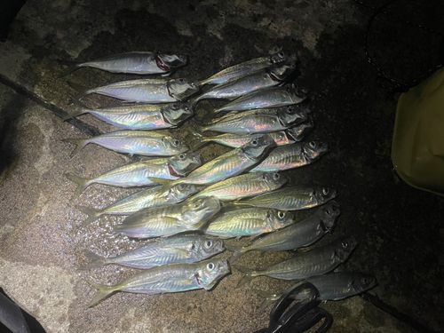 アジの釣果