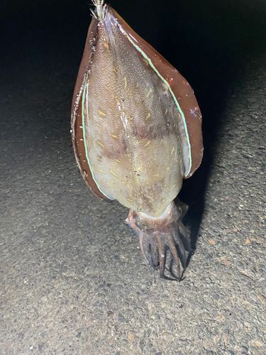 コウイカの釣果