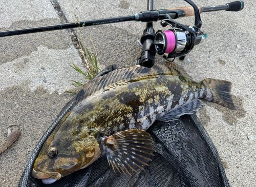 アイナメの釣果