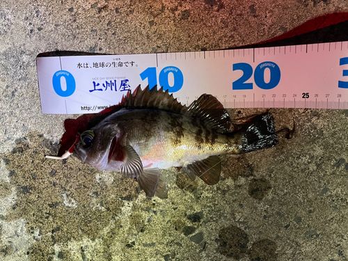 シロメバルの釣果