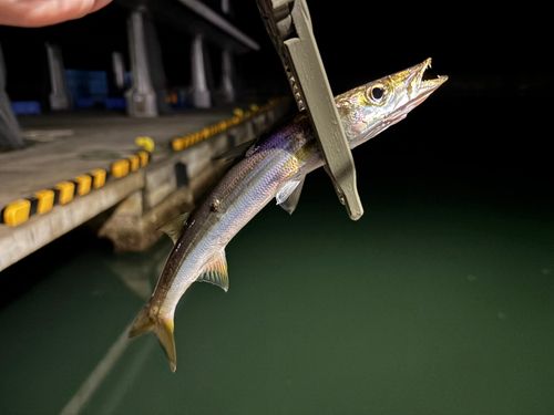 カマスの釣果