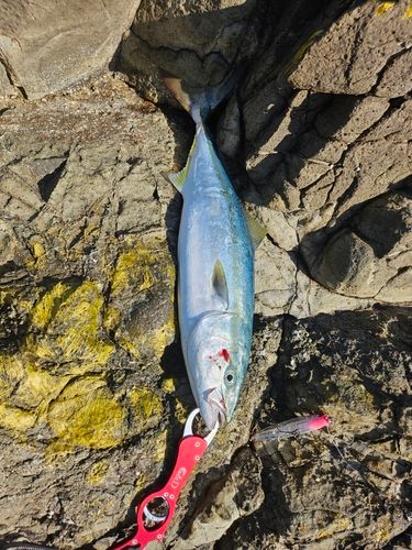 ヒラマサの釣果