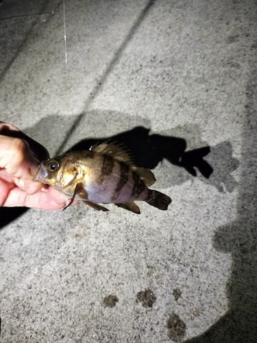 メバルの釣果
