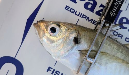 マアジの釣果