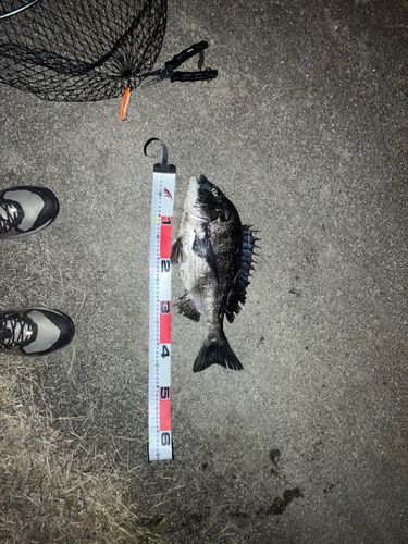 チヌの釣果
