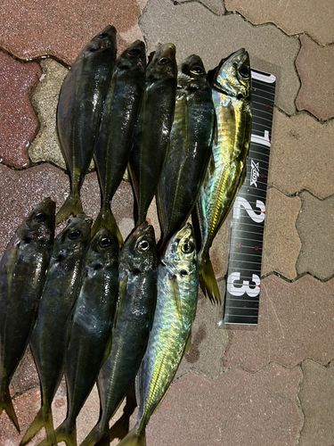 アジの釣果