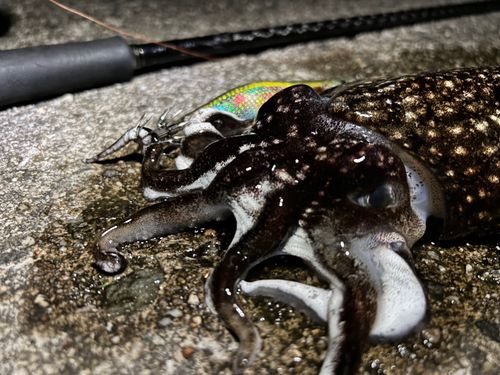 シリヤケイカの釣果