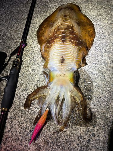 アオリイカの釣果