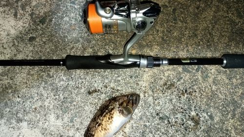 クロソイの釣果