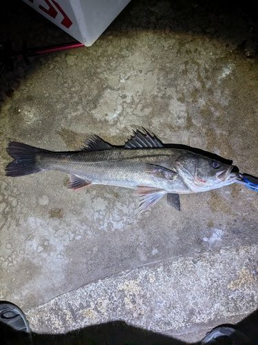 釣果