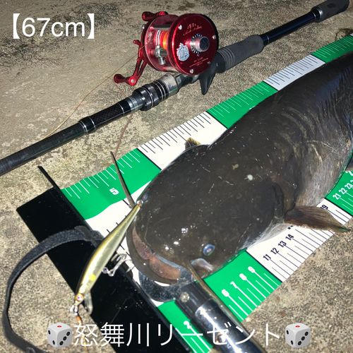 ナマズの釣果