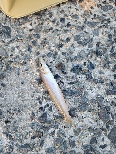 キスの釣果