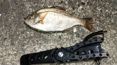 ウミタナゴの釣果