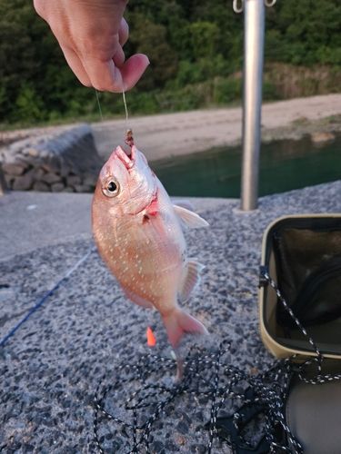 チャリコの釣果