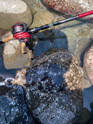ヒラメの釣果