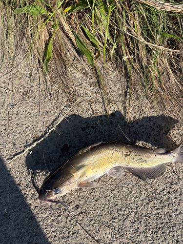 アメリカナマズの釣果