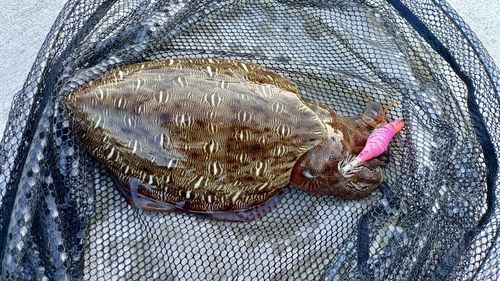 モンゴウイカの釣果
