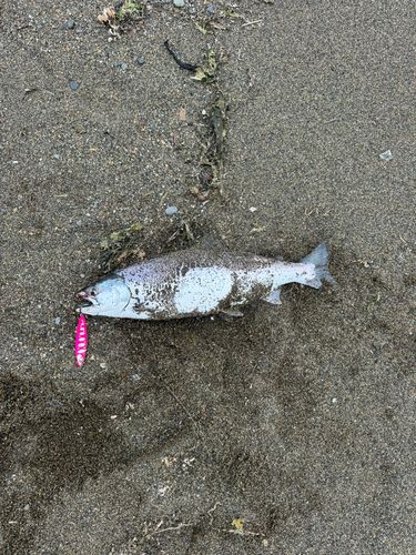 サクラマスの釣果