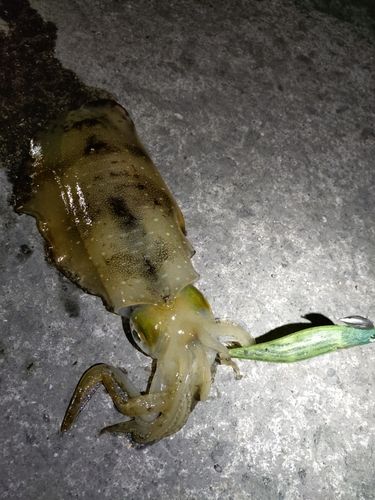 アオリイカの釣果