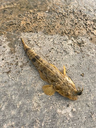 マゴチの釣果