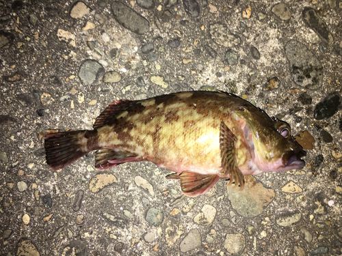 カサゴの釣果