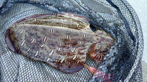 モンゴウイカの釣果