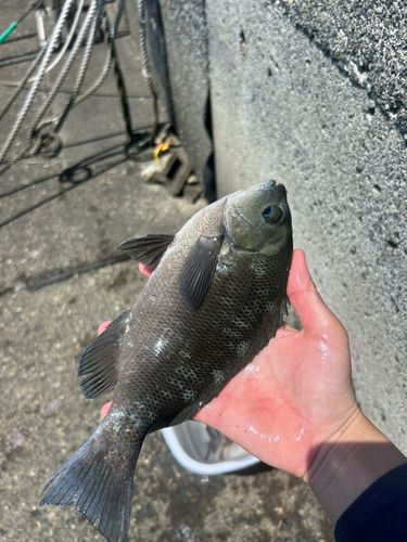 メジナの釣果