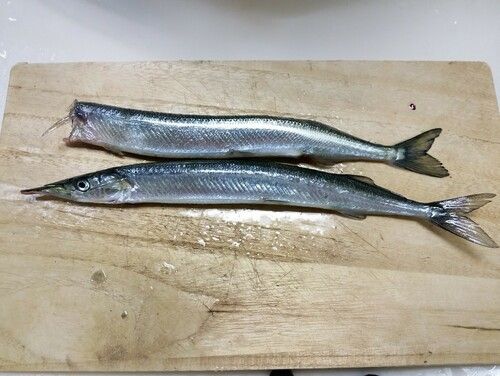 サヨリの釣果