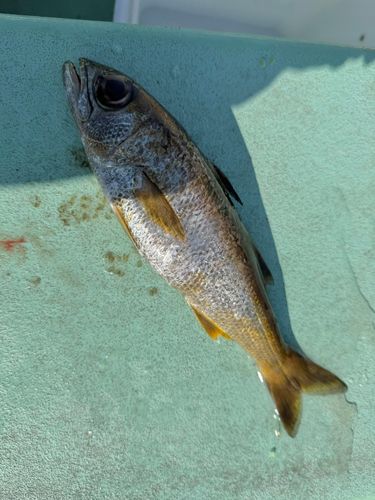 クロムツの釣果