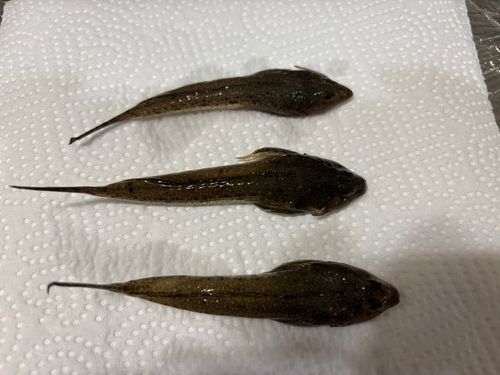 メゴチの釣果