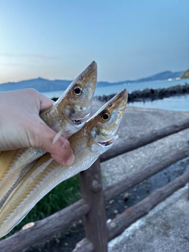 キスの釣果