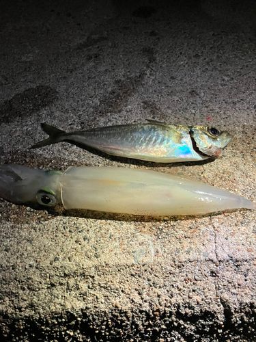 アジの釣果